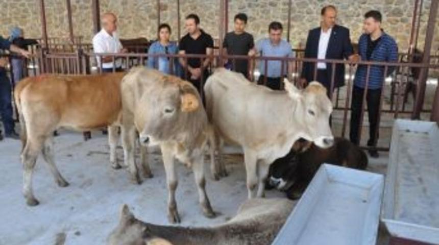 G&uuml;m&uuml;şhane&rsquo;de Gen&ccedil; &Ccedil;ift&ccedil;ilerin D&uuml;veleri Teslim Edildi