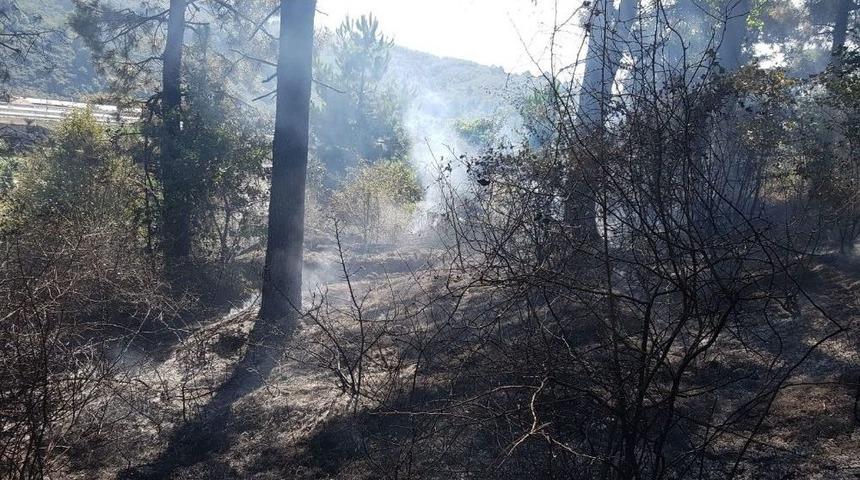D&uuml;zce&rsquo;de Ormanlık Alanda Yangın