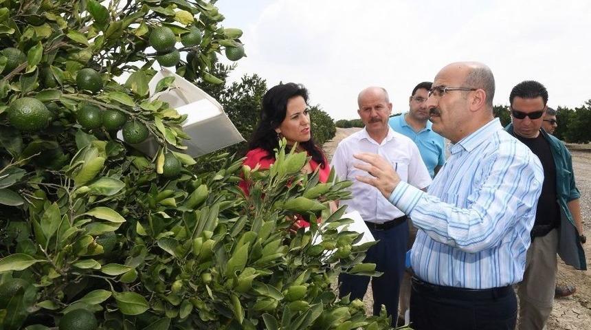 Vali Demirtaş: "akdeniz Meyve Sineğine Karşı Tüm Tedbirleri Aldık"