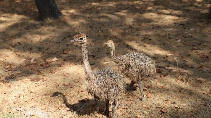 Ormanya&rsquo;ya 3 Yeni &Uuml;ye Daha Katıldı