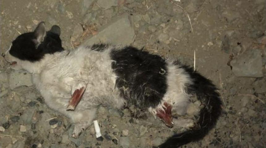 Vicdansızlar Kedinin D&ouml;rt Bacağını Da Kesti