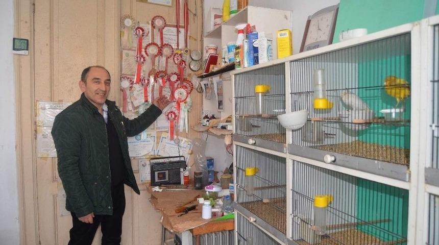 Hobi İ&ccedil;in 3 Katlı Tarihi Evde Muhabbet Kuşu Besliyor