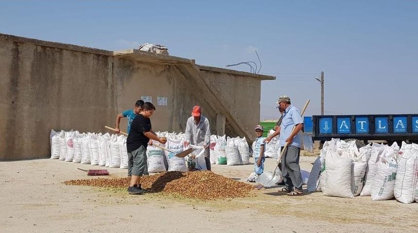 Adıyaman&rsquo;da Badem Hasadı Başladı