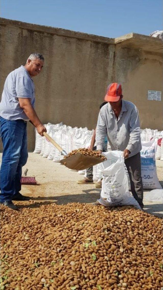 Adıyaman’da Badem Hasadı Başladı