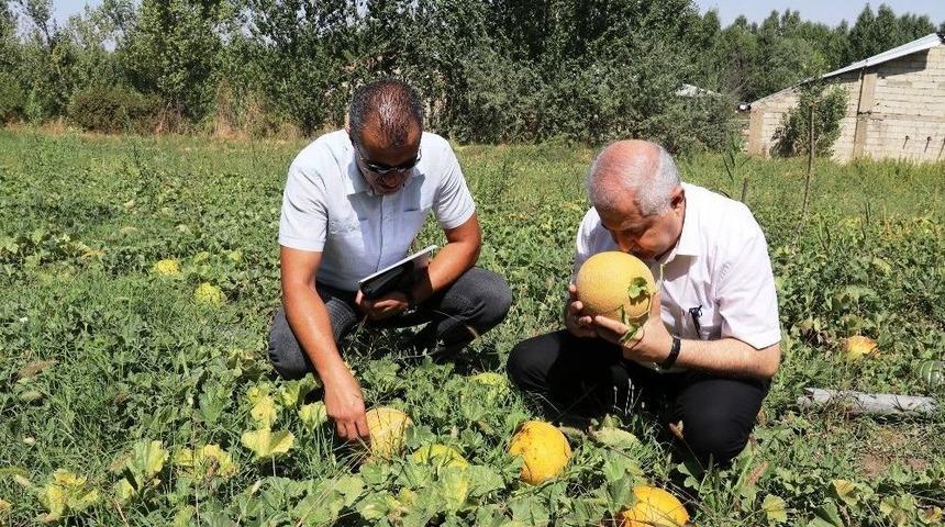 Sıhke Kavunu Koruma Altına Alındı
