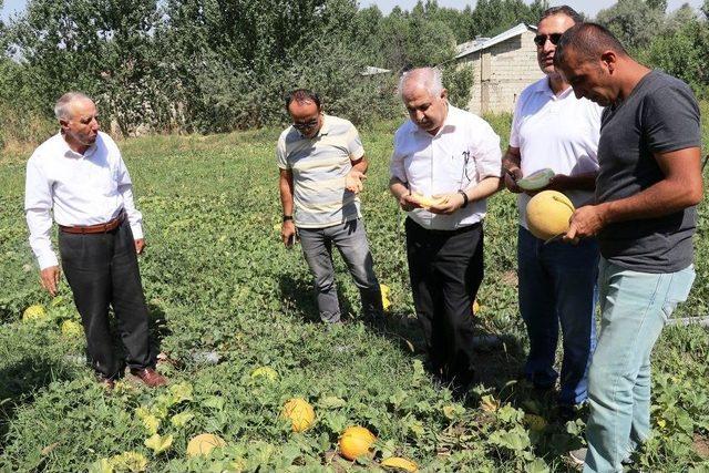 Sıhke Kavunu Koruma Altına Alındı