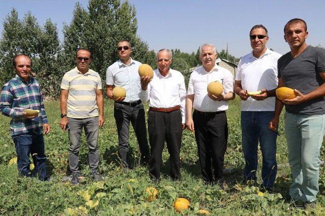 Sıhke Kavunu Koruma Altına Alındı