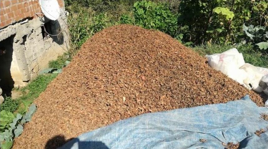 Fındık Zurufu Ve Deniz Yosununu Ekonomiye Kazandırma Yolu