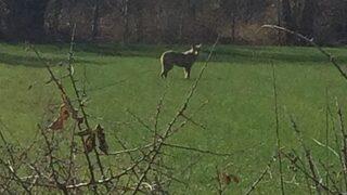 Yola İnen Kurt, Korku Dolu Anlar Yaşattı