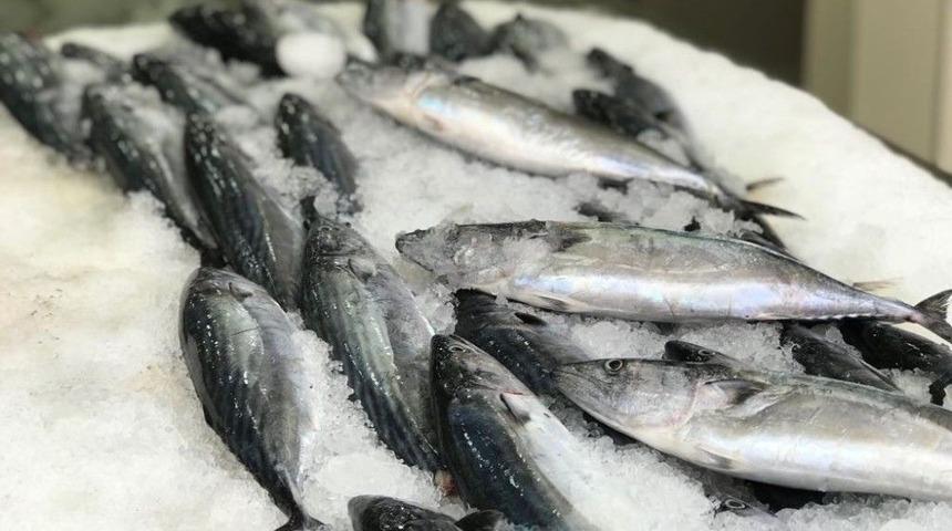 Sinop&rsquo;ta Palamut Bolluğu