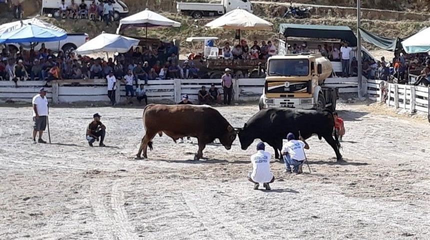 Boğalar Dostluk İ&ccedil;in G&uuml;reşti