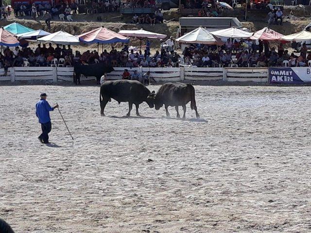 Boğalar Dostluk İ&ccedil;in G&uuml;reşti 1