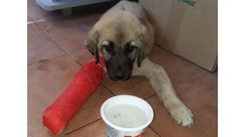 Yavru K&ouml;pek Ezilmekten Son Anda Kurtuldu