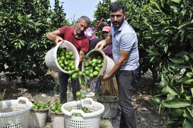 Mandalina Hasadı Başladı