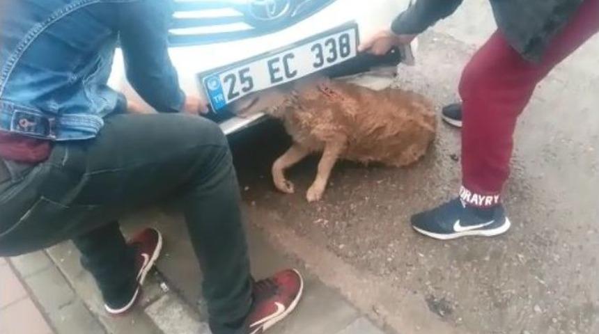 Otomobilin &Ccedil;arptığı K&ouml;pek Tampona Sıkışarak Yaralandı