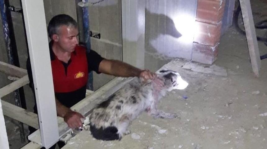 Asans&ouml;r Boşluğuna D&uuml;şen K&ouml;peği İtfaiye Kurtardı