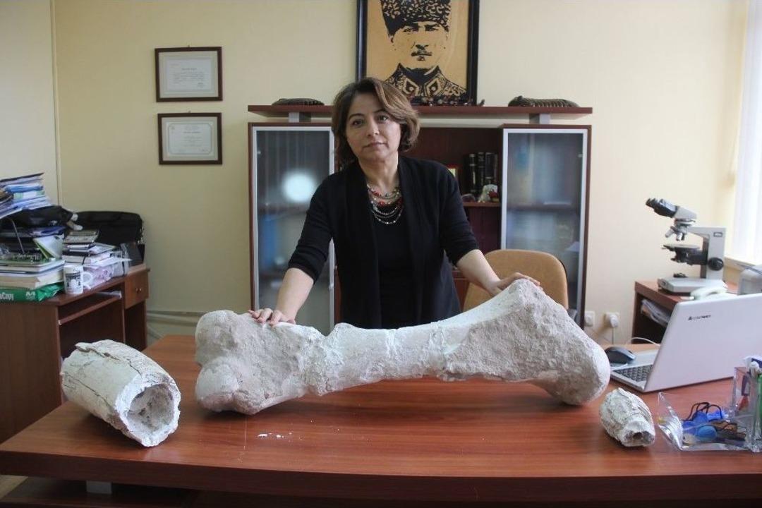 Ge&ccedil;mişte Tropikal İklime Sahip Olan Sivas&rsquo;ta 10 Milyon Yıllık Fosil