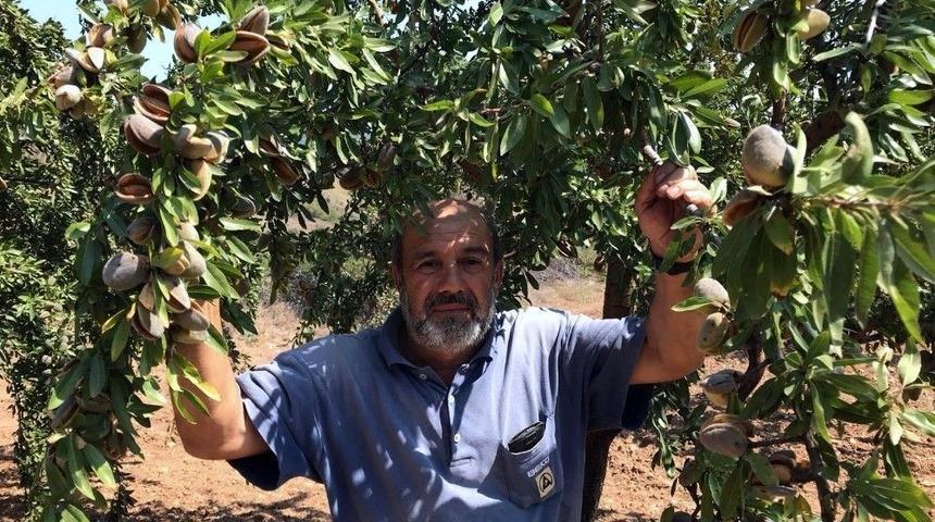 Organik Badem B&uuml;y&uuml;k Rağbet G&ouml;r&uuml;yor