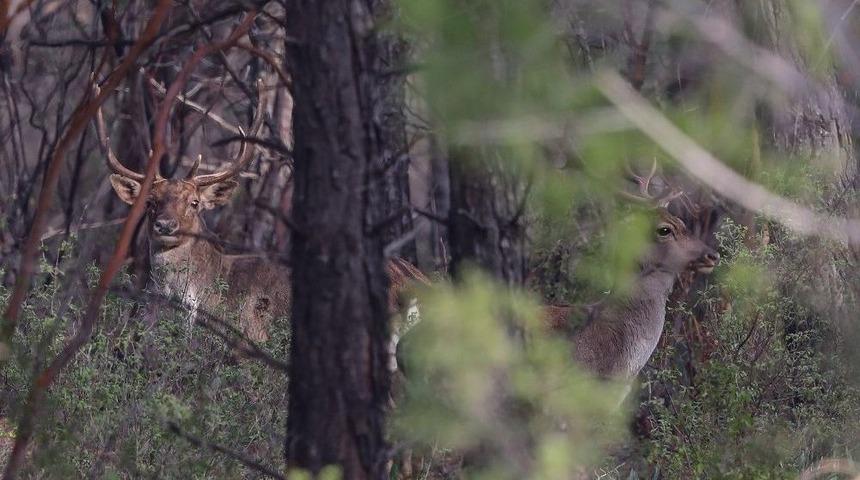1966&rsquo;da 7&rsquo;ye D&uuml;şen Alageyik Sayısı, Yapılan Yetiştirme &Ccedil;alışmaları İle 350&rsquo;ye Y&uuml;kseltildi