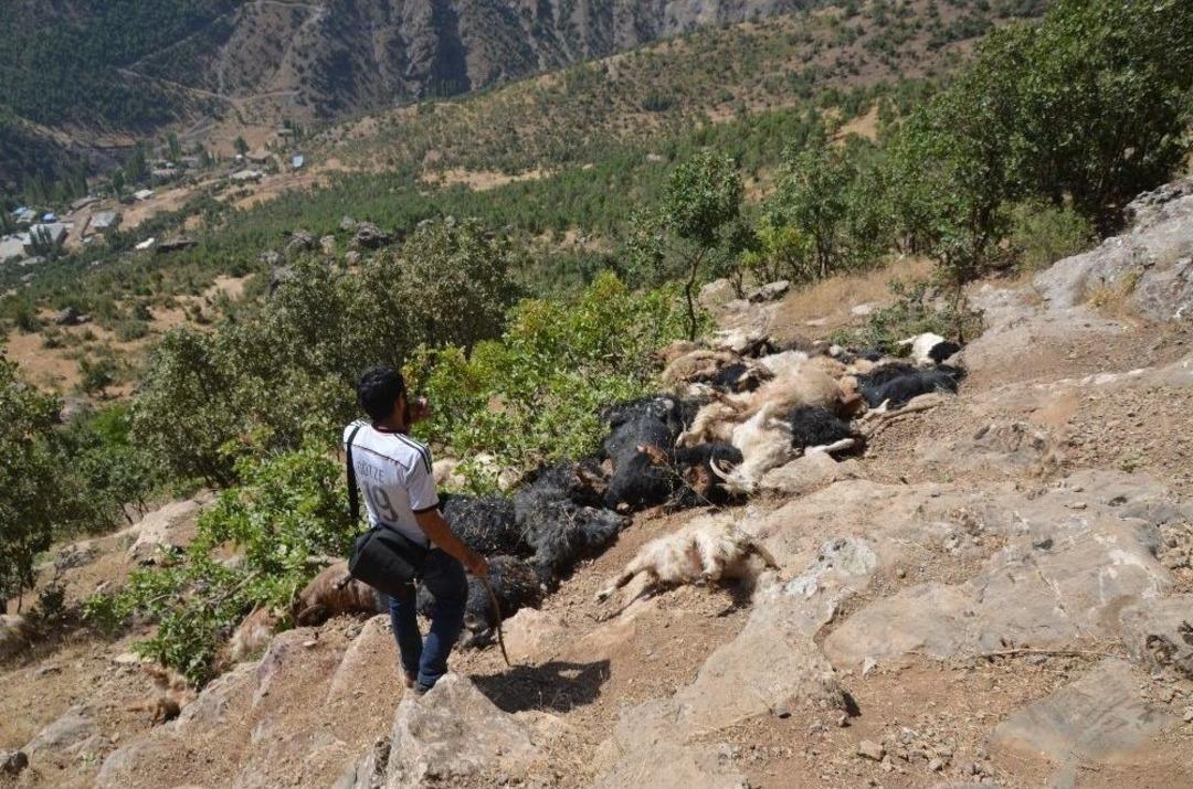 Kayalıklardan D&uuml;şen S&uuml;r&uuml; Telef Oldu