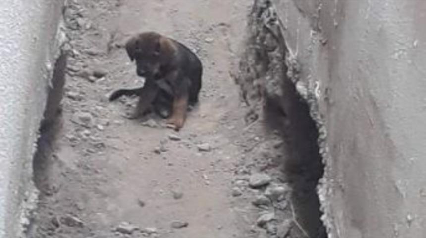 &Ccedil;enesi Kırılan Yavru K&ouml;pek İ&ccedil;in Seferberlik