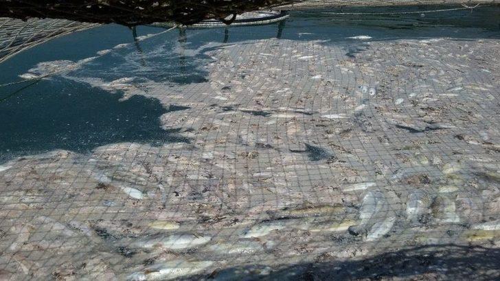 (özel) Almus Baraj Gölünde Su Seviyesinin Düşmesi Balıkçıları Endişelendiriyor G1