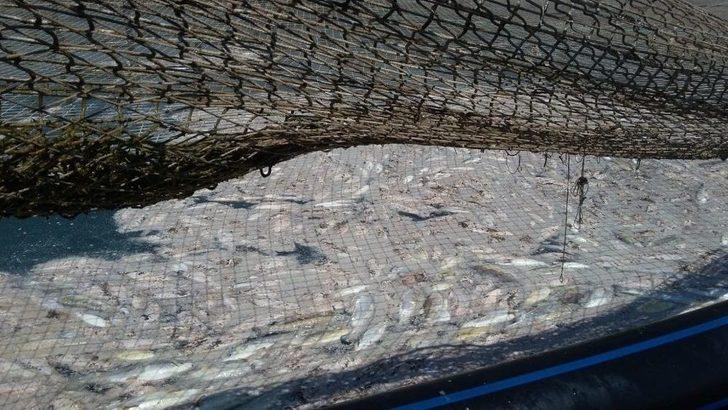 (özel) Almus Baraj Gölünde Su Seviyesinin Düşmesi Balıkçıları Endişelendiriyor G2