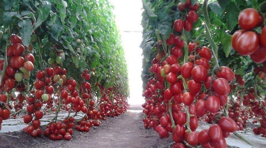 Ordu&rsquo;da Organik Tarıma Sıkı Denetim