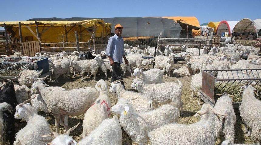 Sincan Kurban Bayramına Hazır
