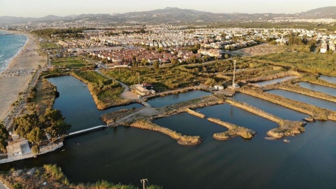 Kuşadası&rsquo;nda &rsquo;kocag&ouml;l&rsquo; Alarmı