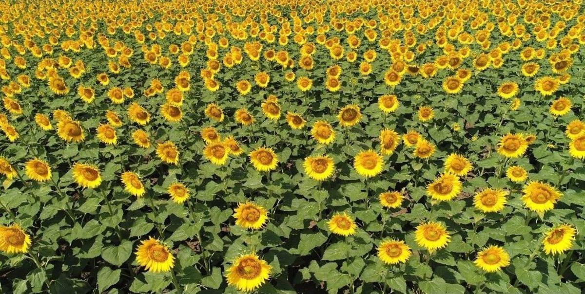 (&ouml;zel) Milyonlarca Ay&ccedil;i&ccedil;eğinin Havadan G&ouml;r&uuml;nt&uuml;s&uuml; Mest Etti