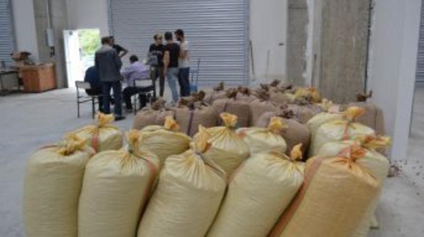 Tzob&rsquo;dan Fındık &Uuml;reticisine &Ccedil;ağrı: "tmo&rsquo;yu Bekleyin"