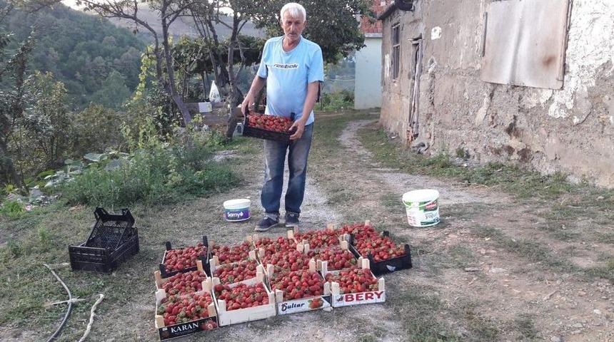B&uuml;y&uuml;kşehirden Aldığı Destekte &Ccedil;ilek &Uuml;reticisi Oldu