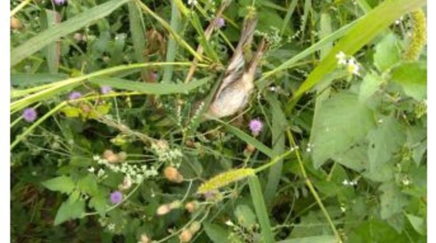 Kanadı Yapışkan Otuna Takılan Kuşu K&ouml;yl&uuml;ler Kurtardı