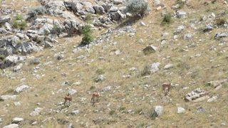 100 Yıl Aradan Sonra İlk Kez Görüldüler