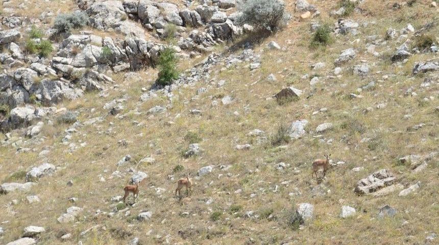 100 Yıl Aradan Sonra İlk Kez Görüldüler