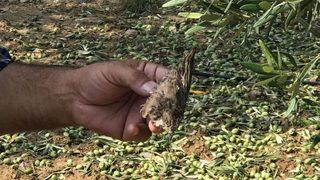 Dolu Yağışı Zeytini Vurdu