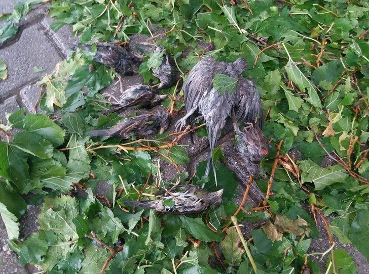 Dolu Yağışı Zeytini Vurdu G1