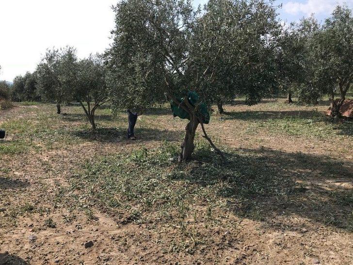 Dolu Yağışı Zeytini Vurdu G2