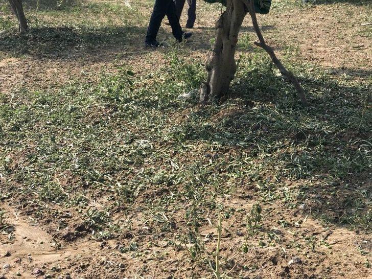 Dolu Yağışı Zeytini Vurdu G3