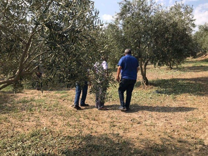 Dolu Yağışı Zeytini Vurdu G4