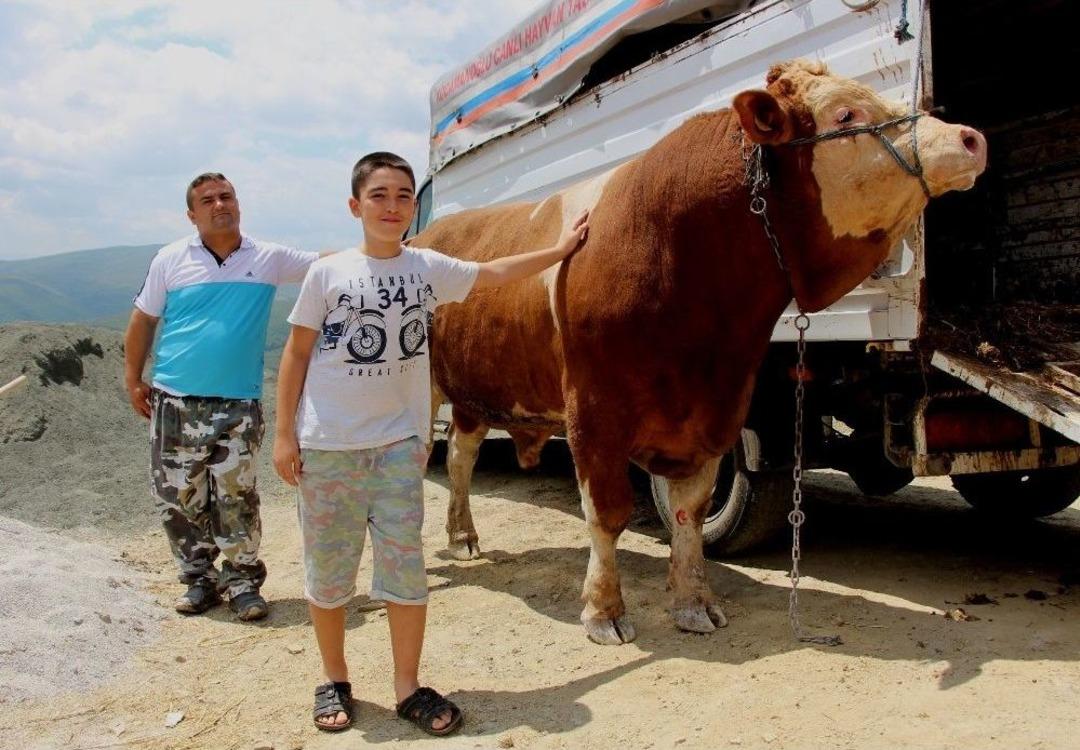 15 Temmuz Doğumlu Dev Boğayı Alana, Yanında 3 Boğa Hediye