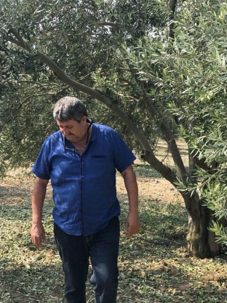 Dolu Yağışı Zeytini Vurdu G5