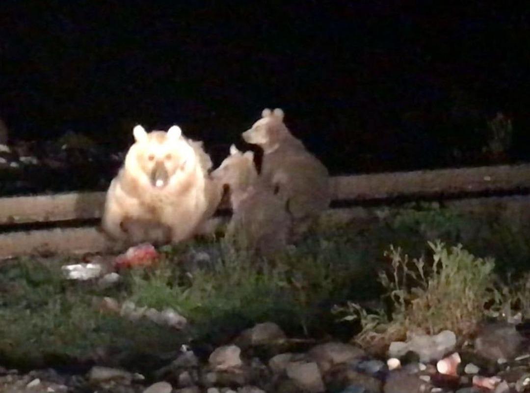 (&ouml;zel) Ayı Kendisini G&ouml;r&uuml;nt&uuml;leyen Gazeteciye Saldırdı