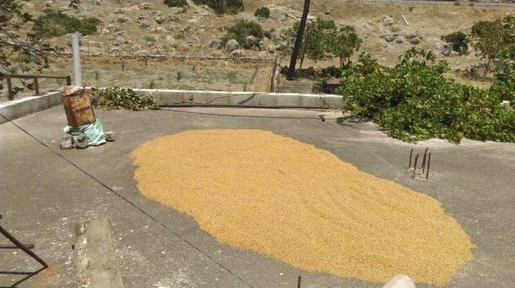 Bulgur Kaynatma Sezonu Başladı G3