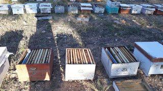 Yaban Hayvanları Arı Kovanlarına Zarar Vermeye Başladı