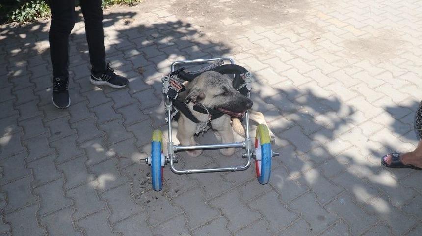 Yanlış Tedaviyle Ayakları Kesilen K&ouml;peğe Y&uuml;r&uuml;te&ccedil;