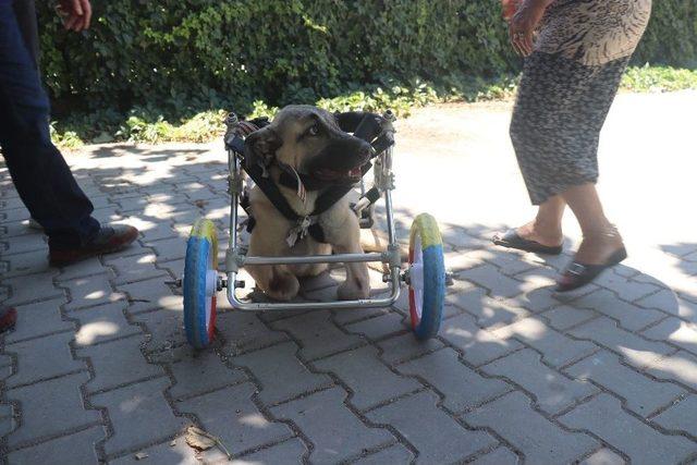 Yanlış Tedaviyle Ayakları Kesilen K&ouml;peğe Y&uuml;r&uuml;te&ccedil; 2