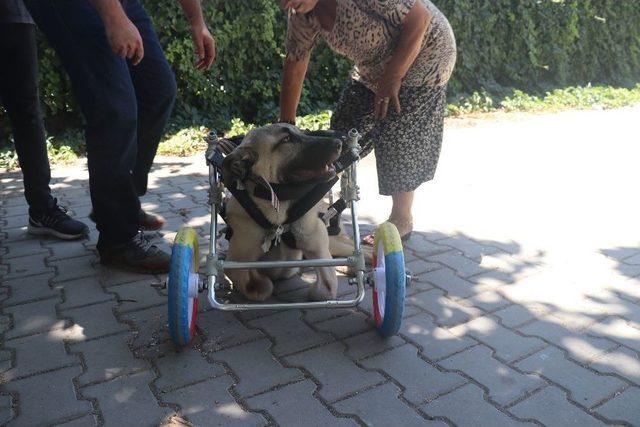 Yanlış Tedaviyle Ayakları Kesilen K&ouml;peğe Y&uuml;r&uuml;te&ccedil; 3