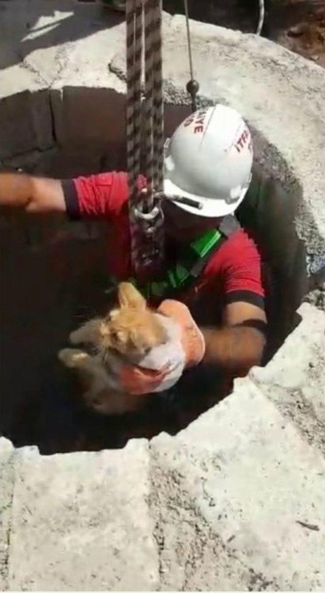 Kilis’te Kuyuya Düşen Yavru Kedi Kurtarıldı